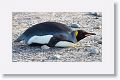 King Penguin