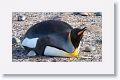 King Penguin
