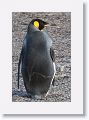 King Penguin