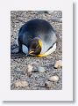 King Penguin