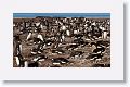Gentoo Penguins