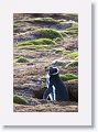 Magellanic Penguin