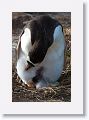 Magellanic Penguins