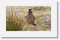 Austral Thrush