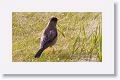 Austral Thrush