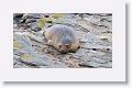 Elephant Seal at Elephant Corner