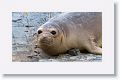 Elephant Seal