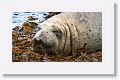 Elephant Seal