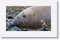 Elephant Seal