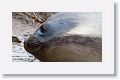 Elephant Seal