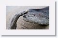 Elephant Seal
