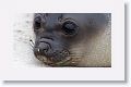 Elephant Seal