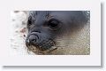 Elephant Seal