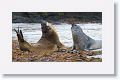 Elephant Seals