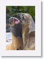Elephant Seals