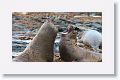 Elephant Seals