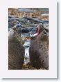 Elephant Seals