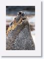 Elephant Seal