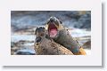 Elephant Seals