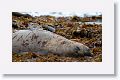 Elephant Seal
