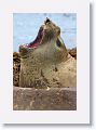Elephant Seal