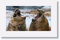 Elephant Seals