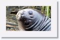 Elephant Seal
