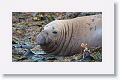 Elephant Seal