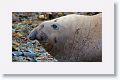 Elephant Seal