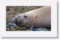 Elephant Seal