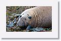 Elephant Seal