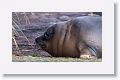 Elephant Seal