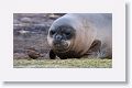 Elephant Seal