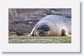 Elephant Seal