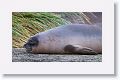 Elephant Seal