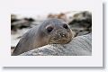 Elephant Seal