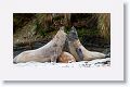 Elephant Seals