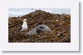 Kelp Gull