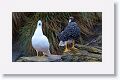 Male and female Kelp Goose