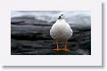 Kelp Goose