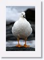 Kelp Goose