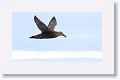 Southern Giant-Petrel