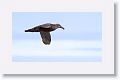 Southern Giant-Petrel