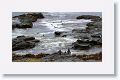 Magellanic Penguins