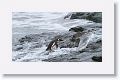 Magellanic Penguin