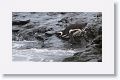 Magellanic Penguin