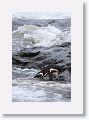 Magellanic Penguin