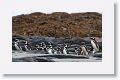 Magellanic Penguins