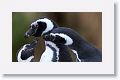 Magellanic Penguins