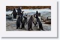 Magellanic Penguins
